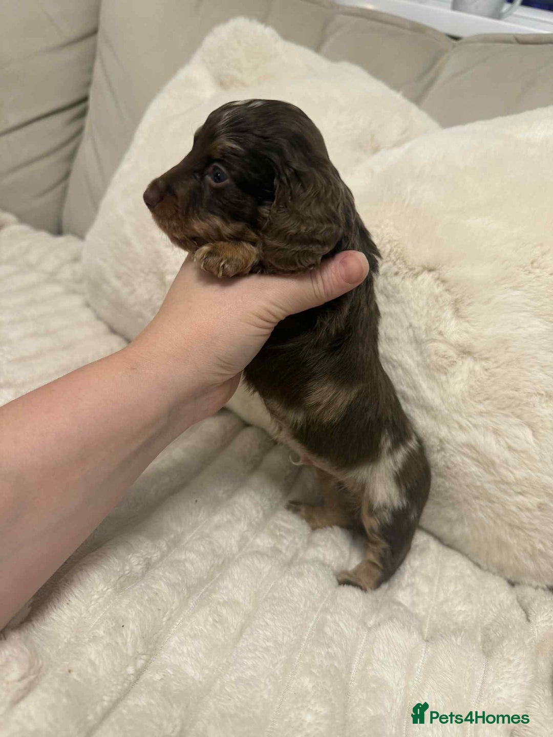 Miniature Dachshund dogs for sale: Miniature dachshunds  - Image 24