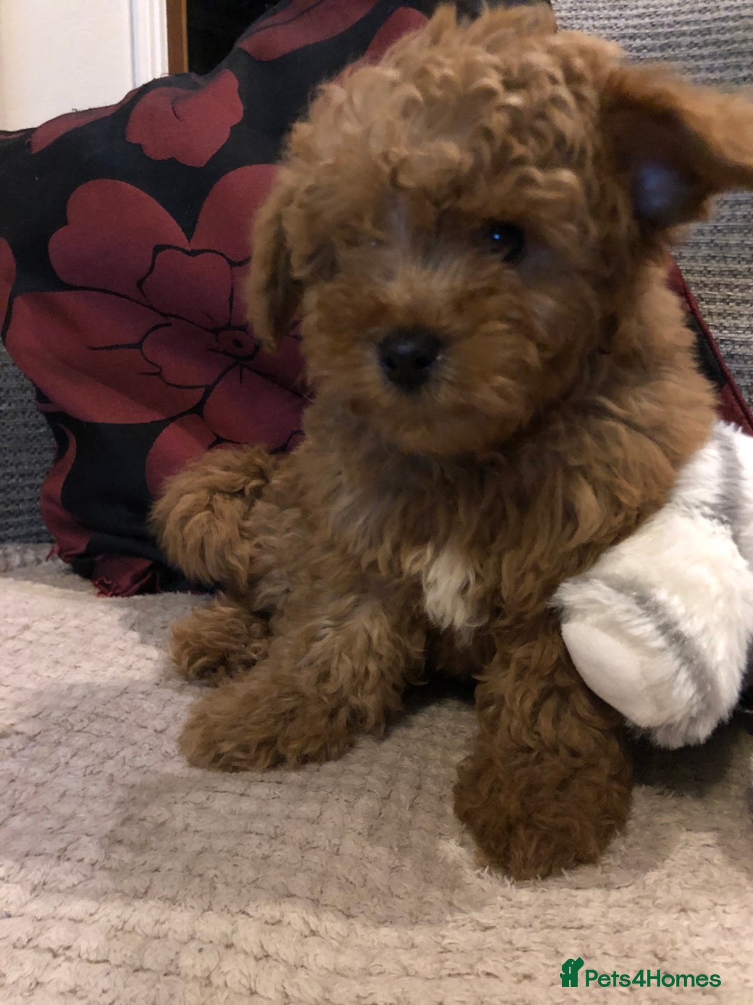 Mixed Breed dogs for sale: shihtzu cross puppies for sale - Advert 17