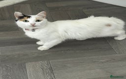 Turkish Van cats for sale: Female Turkish van  - Image 3