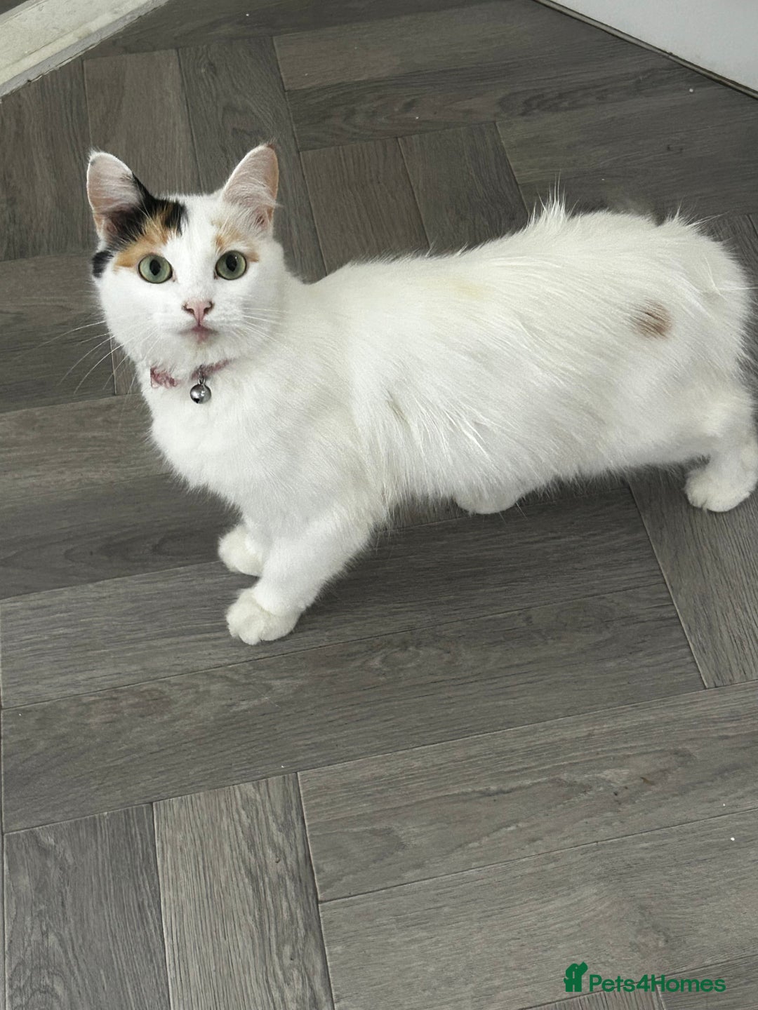 Turkish Van cats for sale: Female Turkish van  - Image 3