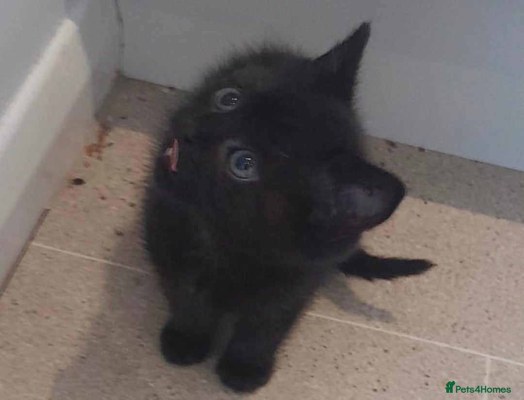 Mixed Breed cats for sale: 2 adorable female kittens  - Advert 2