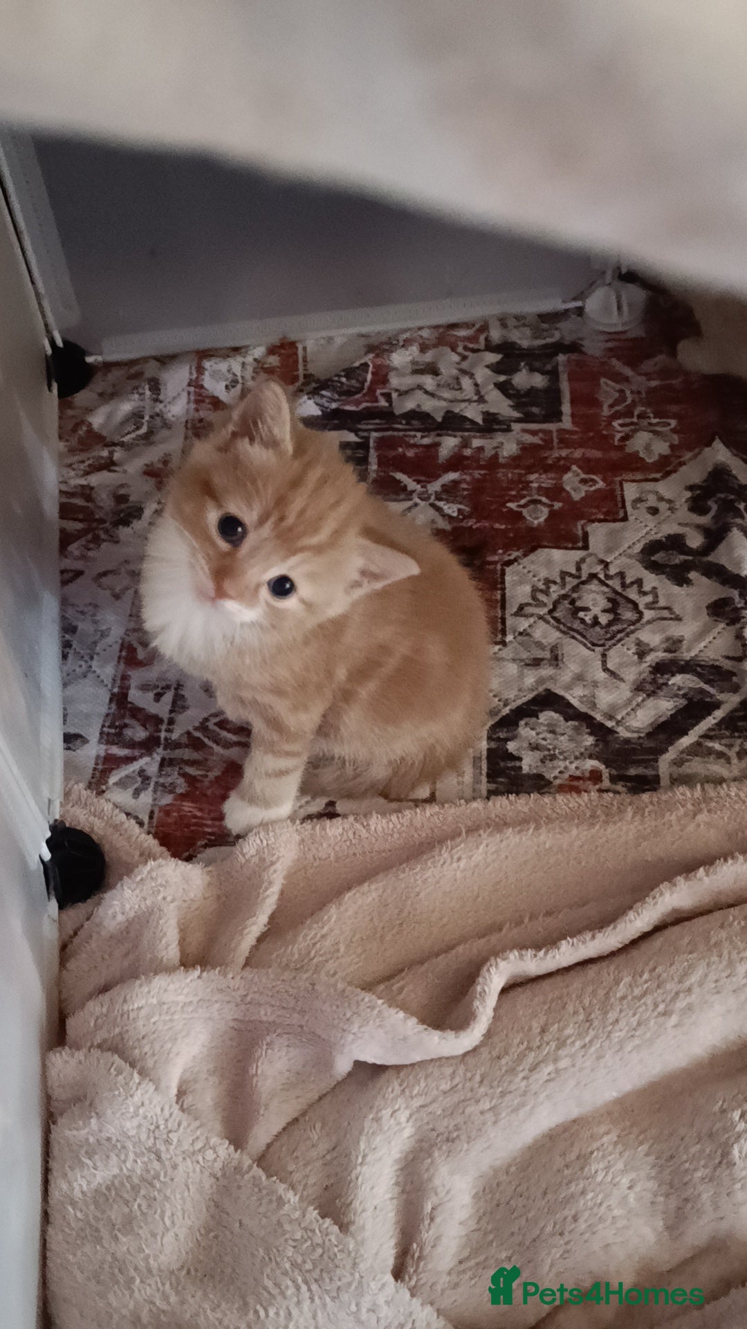 Ragdoll cats for sale: Gorgeous ragdoll X breed kitties  - Advert 6