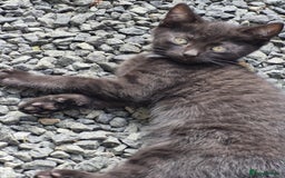 British Shorthair cats for sale: Kittens Ready Now  - Image 1