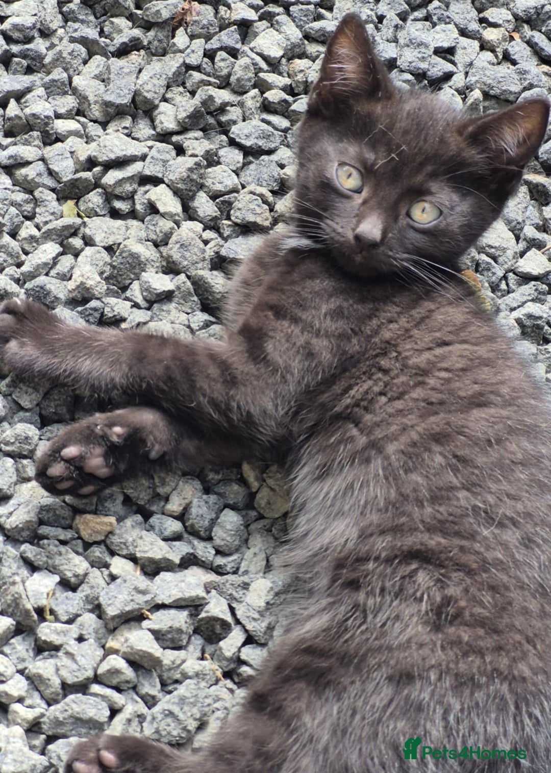 British Shorthair cats for sale: Kittens Ready Now  - Image 1