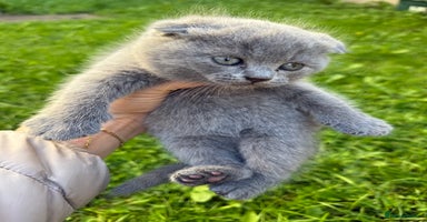 Scottish Fold cats - Advert 7