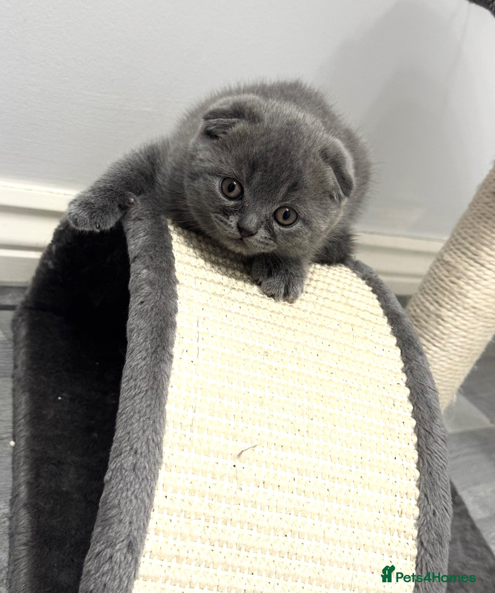 Scottish Fold cats Last Beautiful Blue Scottish Fold Kitten Ready  - Advert 1