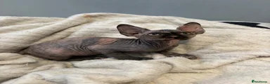 Sphynx Kitten 4