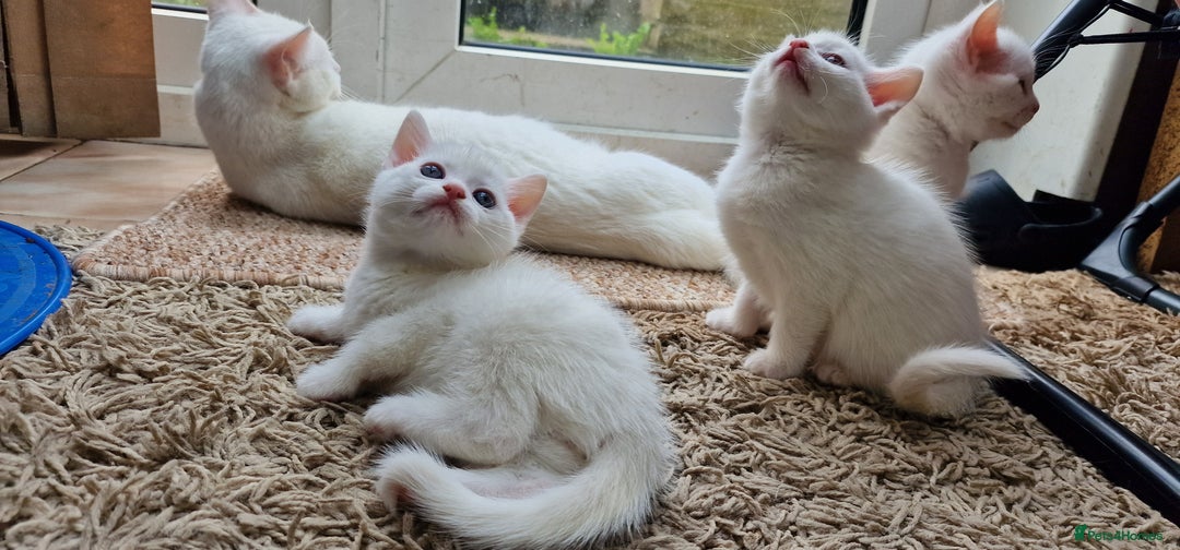 Mixed Breed cats for sale: White kittens. Ready Now. £150 each - Image 13