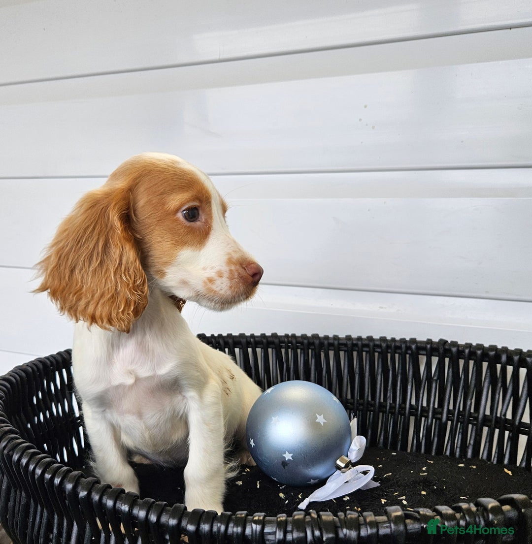 Cocker Spaniel dogs for sale: Working type rare marking cocker spaniels - Advert 21