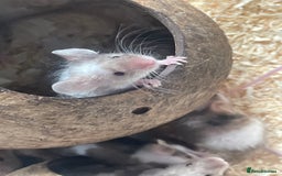 Mouse rodents for sale: Beautiful fancy mice looking for forever homes - Image 8