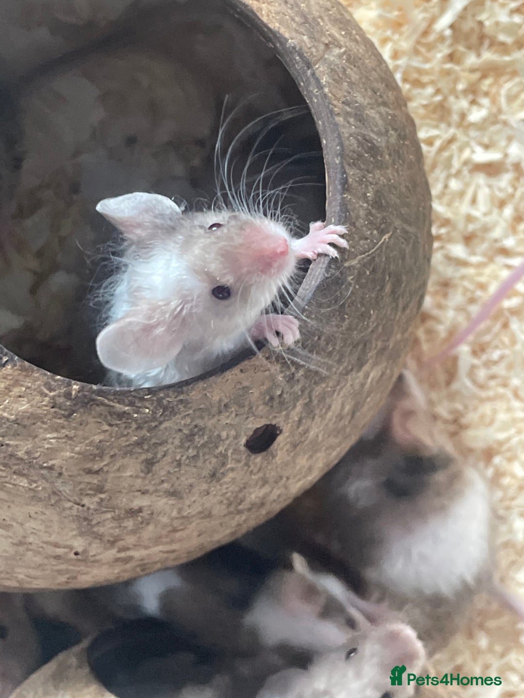 Mouse rodents for sale: Beautiful fancy mice looking for forever homes - Image 8