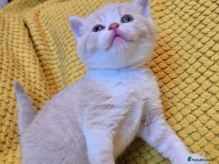 British Shorthair cats TICA reg British shorthair and longhair kittens - Advert 16