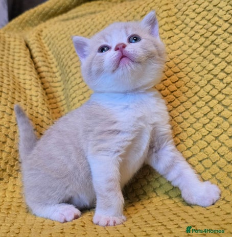 British Shorthair cats TICA reg British shorthair and longhair kittens - Advert 6