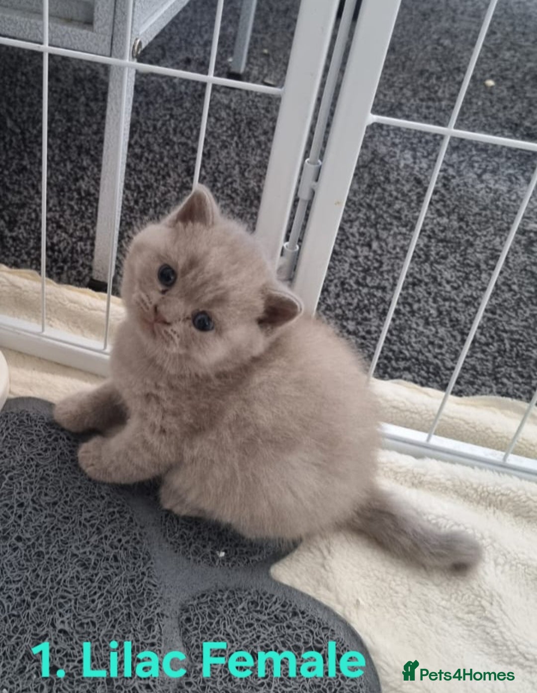 Scottish Fold cats for sale: Beautiful Scottish fold/British Shorthair Kittens! - Advert 1