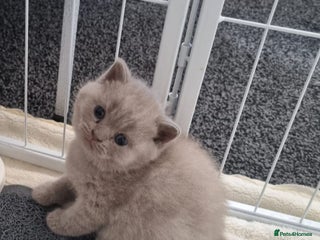 Scottish Fold cats Beautiful Scottish fold/British Shorthair Kittens! - Advert 3