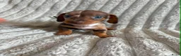 Miniature Dachshund dogs for sale: KC MINIATURE DACHSHUND PUPPIES  - Advert 12