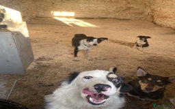 Border Collie dogs for sale: Peppa  - Image 6