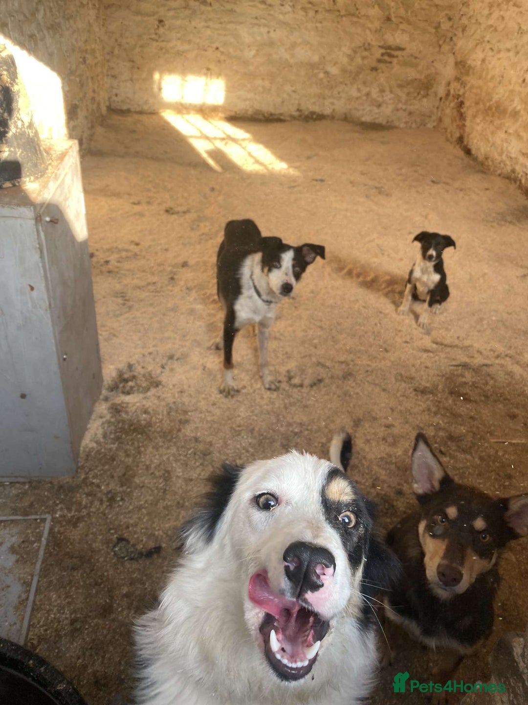 Border Collie dogs for sale: Peppa  - Image 6