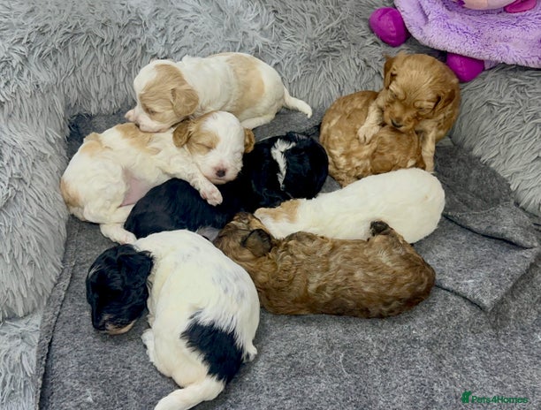 Mixed Breed dogs - Advert 1