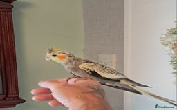 Cockatiels birds for sale: Hand reared baby cocktails very tame lovely birds  - Image 6