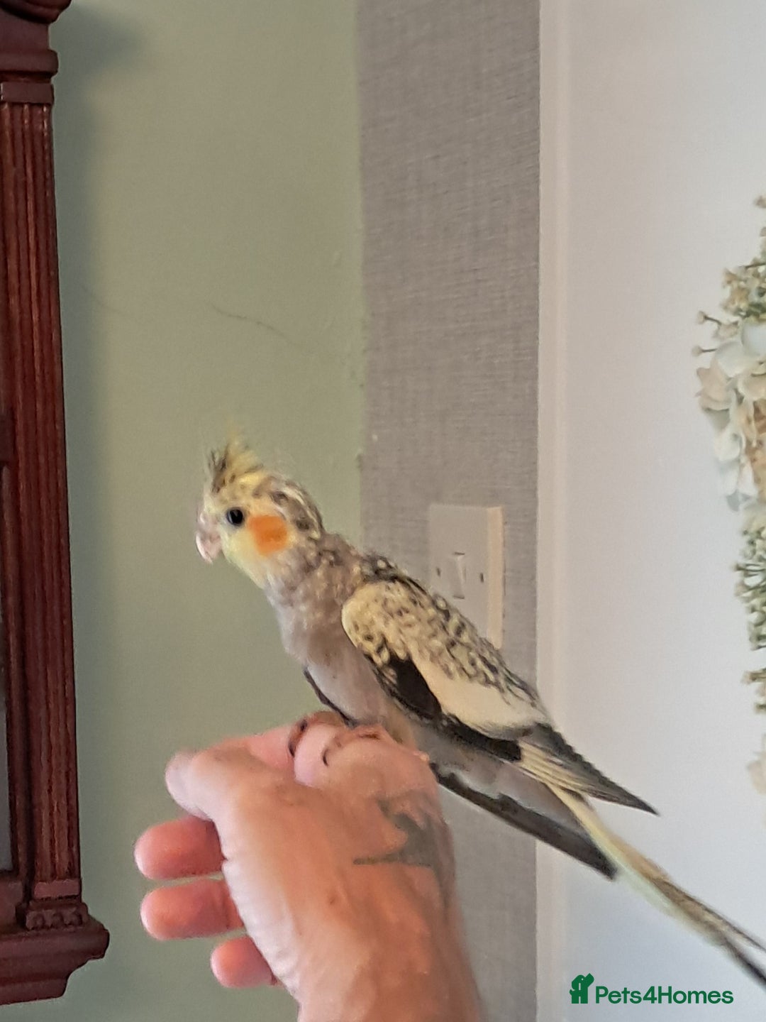 Cockatiels birds for sale: Hand reared baby cocktails very tame lovely birds  - Image 6
