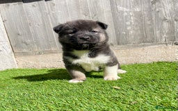 Akita dogs for sale: American Akita Puppys for sale  - Image 19