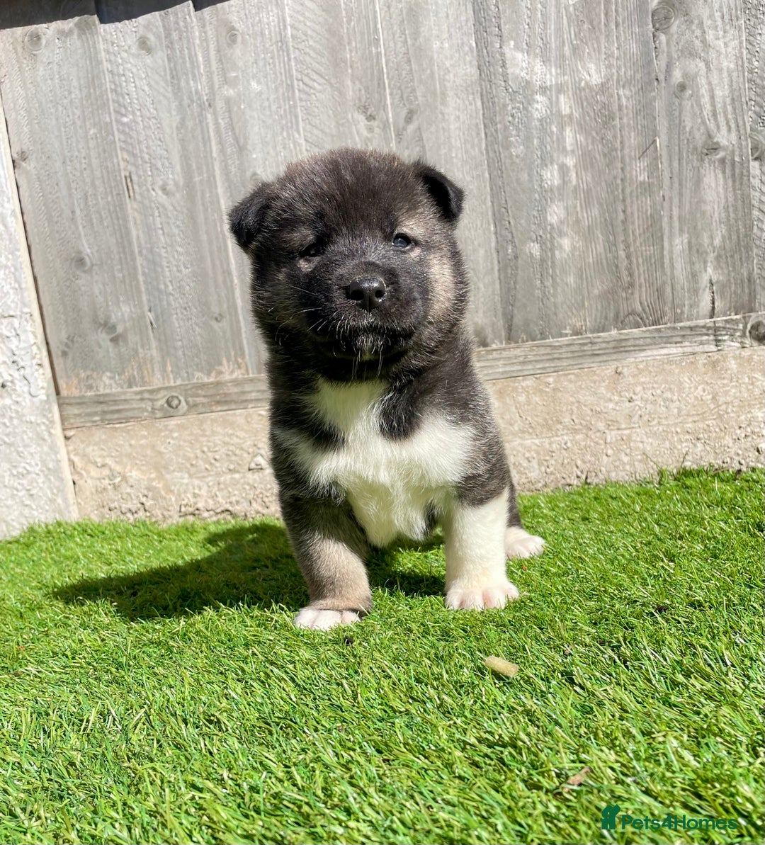 Akita dogs for sale: American Akita Puppys for sale  - Image 19