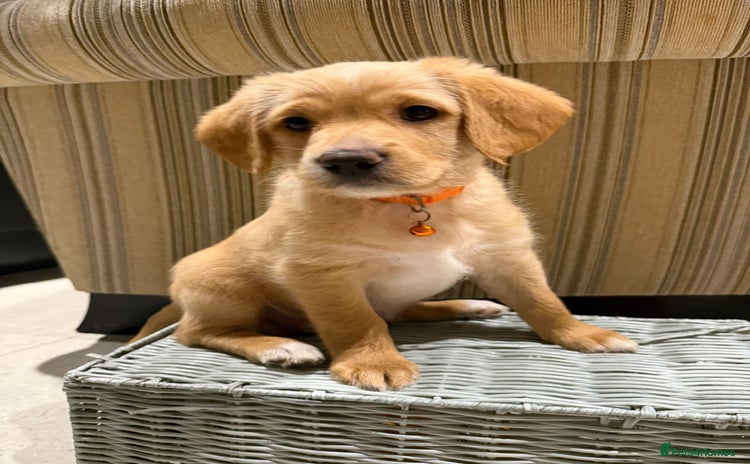 Australian Labradoodle dogs Australian Labradoodle Puppies F1b - Advert 7