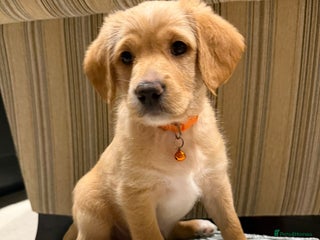 Australian Labradoodle dogs Australian Labradoodle Puppies F1b - Advert 3