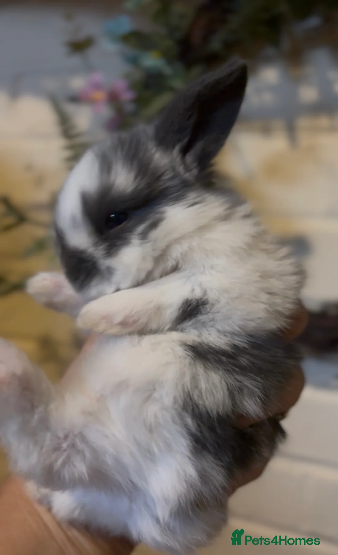 Mini Lop rabbits for sale: Mini lops  - Advert 1