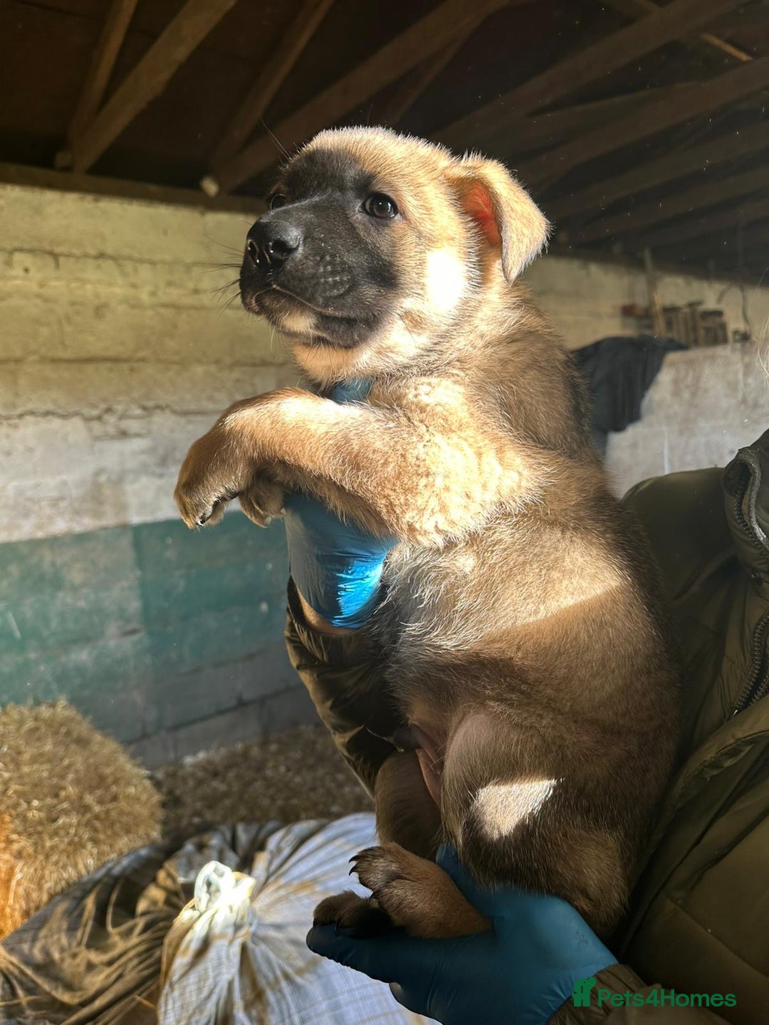 German Shepherd dogs for sale: German Shepard puppies - Advert 10