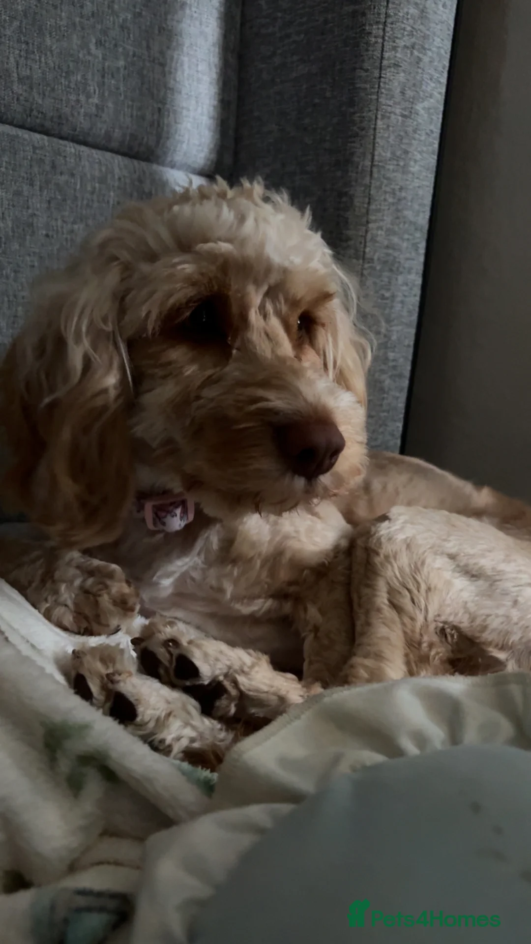 Cockapoo dogs for sale: Female cockapoo  in Camborne - Advert 4