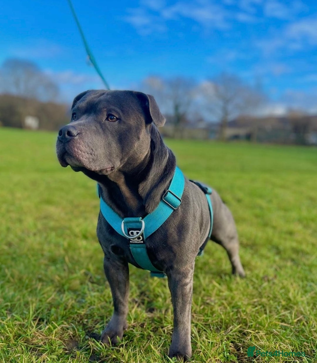 Staffordshire Bull Terrier dogs for sale: Blue Staffordshire Bull Terrier Champion Pups - Image 19