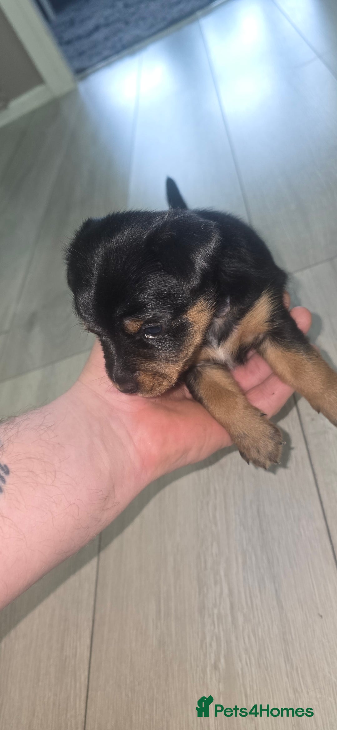 Mixed Breed dogs for sale: Yorkshire terier puppys - Advert 3