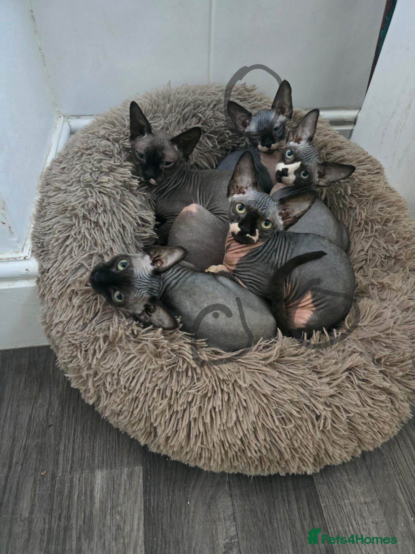Sphynx cats Ready Sphynx Kittens Looking for Their Forever 🏰 - Advert 8