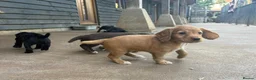 Cocker Spaniel dogs for sale: BEAUTIFUL MIXED COLOUR LITTER,HEALTHTESTED PARENTS - Advert 8