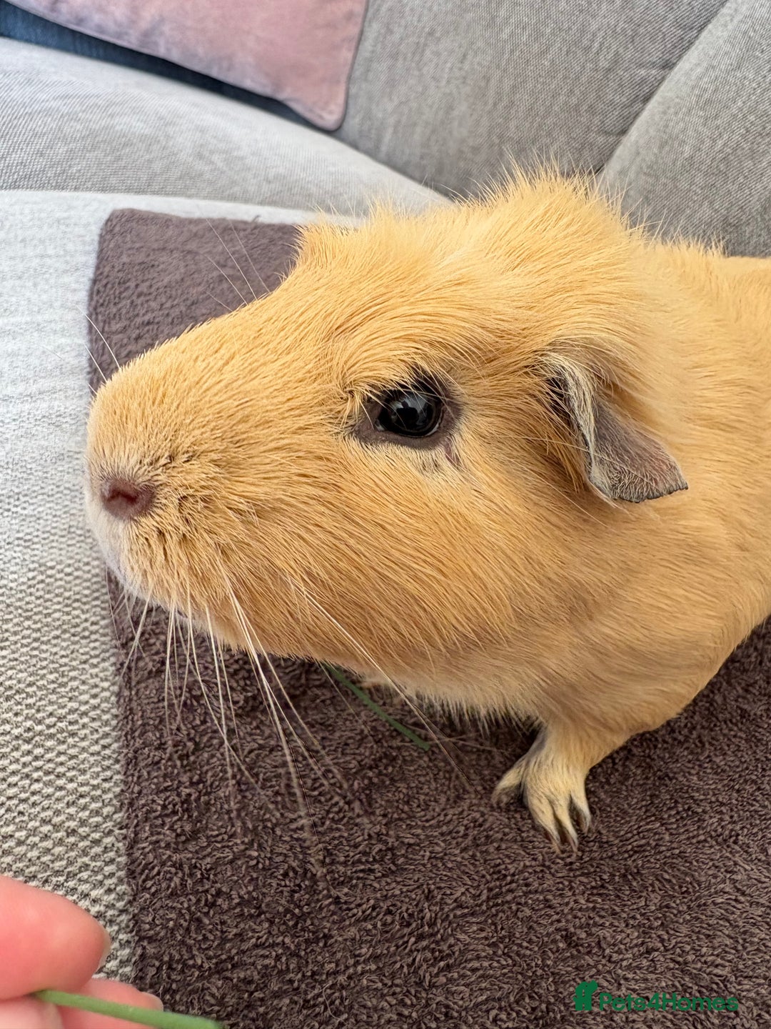 Guinea Pig rodents for sale: Male Guinea Pig - Image 6