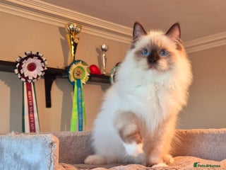 Ragdoll cats Ragdoll male kitten gccf active - Advert 4