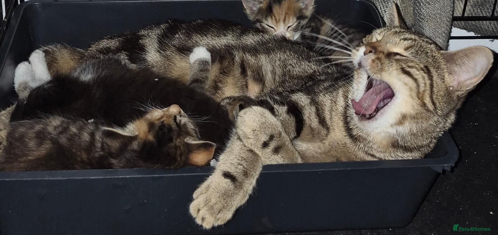 Mixed Breed cats Bengal x maincoon - Advert 2