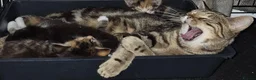 Mixed Breed cats for sale: Bengal x maincoon - Advert 21