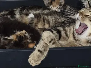 Mixed Breed cats Bengal x maincoon - Advert 2