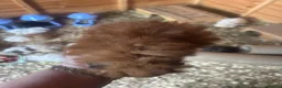 Guinea Pig rodents for sale: male longhaired Guineapigs  - Advert 18