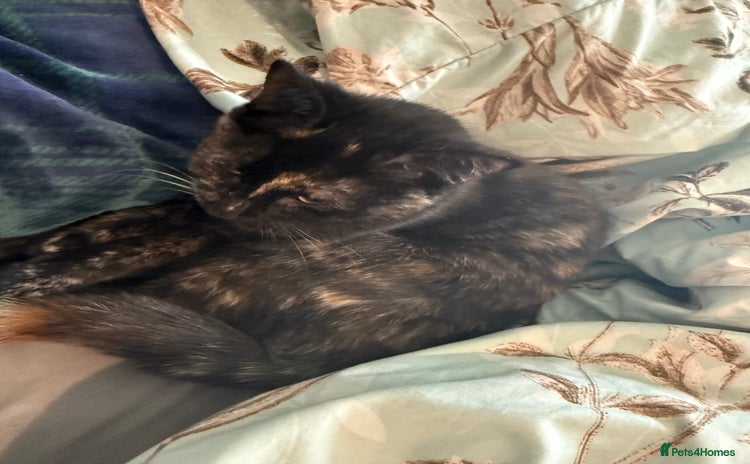 Mixed Breed cats - Advert 4