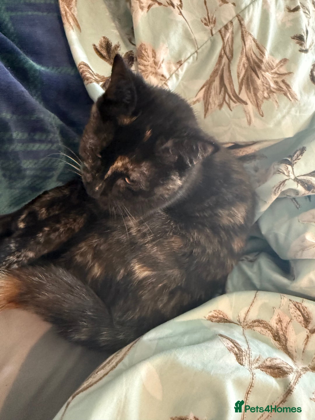 Mixed Breed cats for sale: 2 beautiful older kittens free to forever homes - Image 1