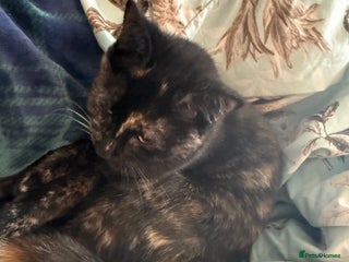 Mixed Breed cats - Advert 27