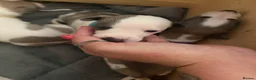 Whippet dogs for sale: litter of 8 pups 5x boys 3x bitches  - Advert 13