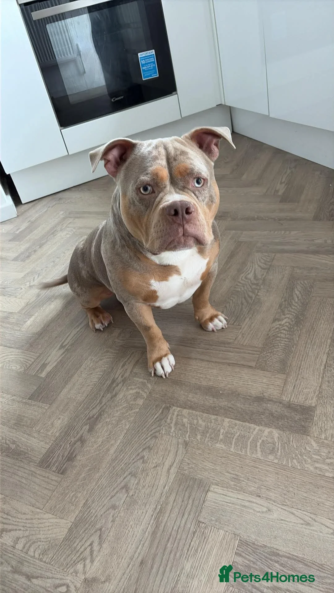 American Bully dogs for stud: Pocket bully stud in Mountain Ash - Advert 1