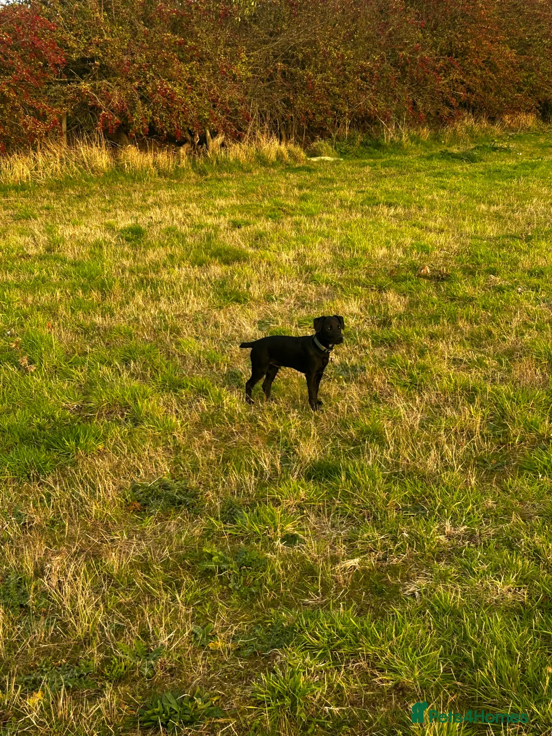 Patterdale Terrier dogs for sale: Patterdale terrier - Advert 2