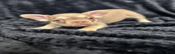 French Bulldog dogs for sale: Beautiful French Bulldog puppies - Advert 19
