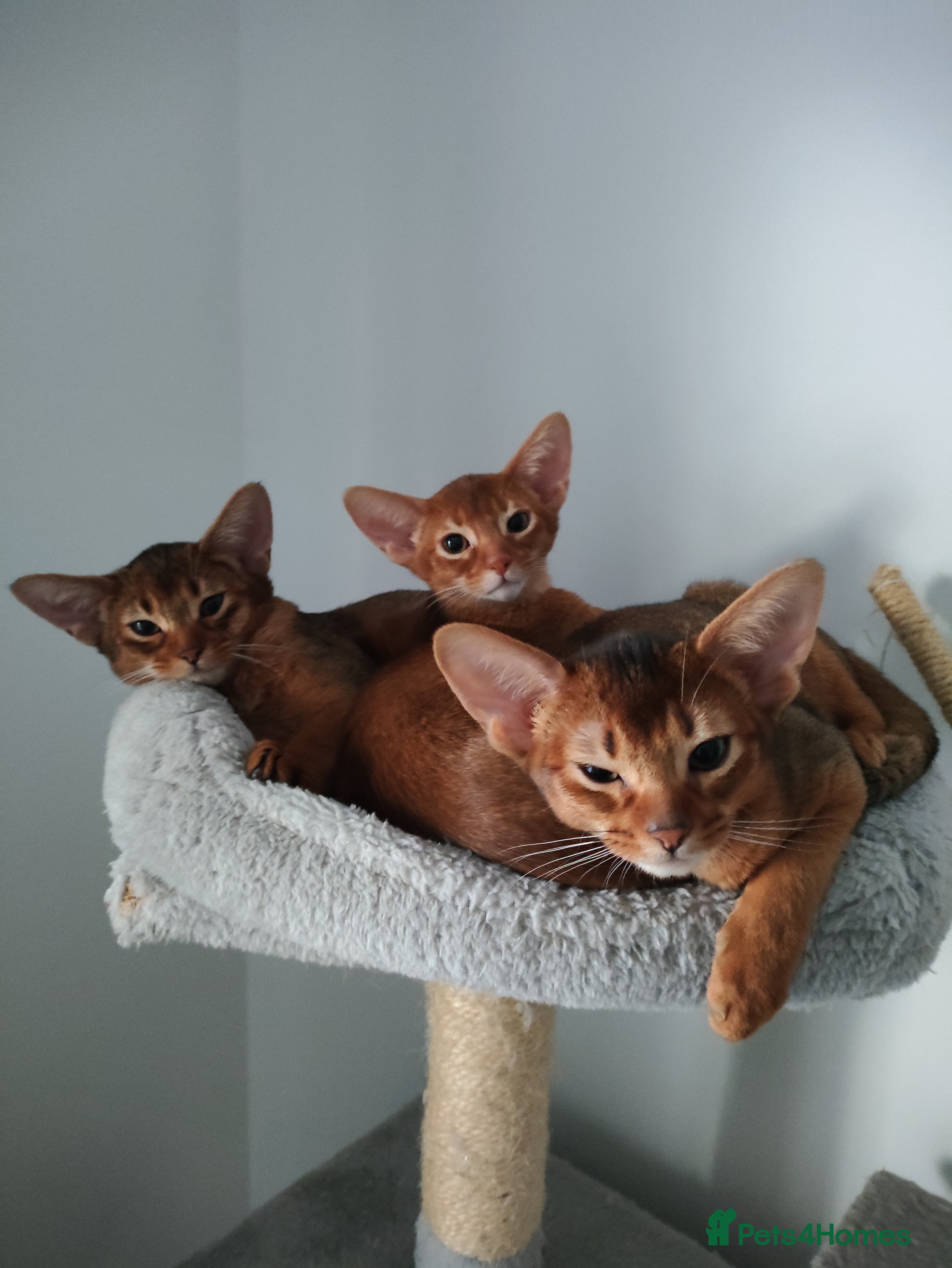 Abyssinian cats Beautiful Abyssinian Kittens 🐈 - Advert 5